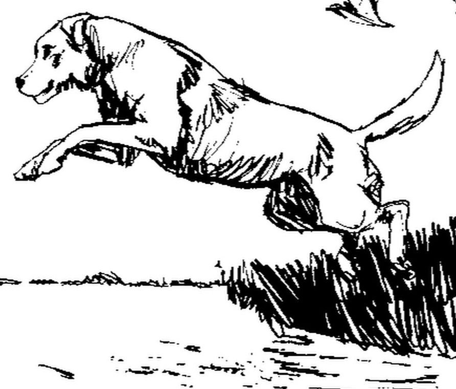 Как нарисовать собаку которая бежит