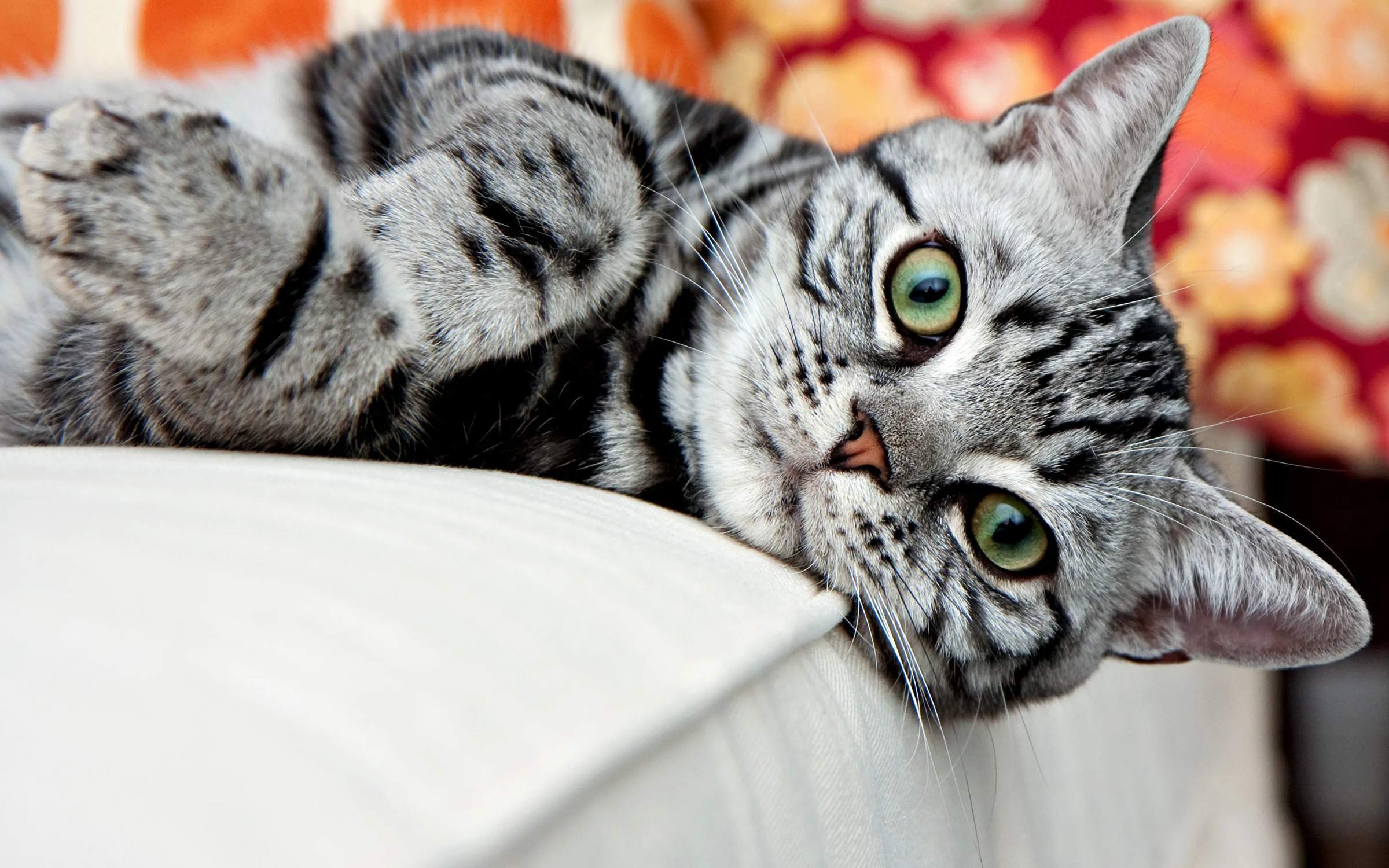Прекрасная кошечка. Американскаякраткошорстная кошка. Американская короткошерстная кошка полосатая. Американская короткошерстная кошка табби. Британский короткошерстный кот полосатый.