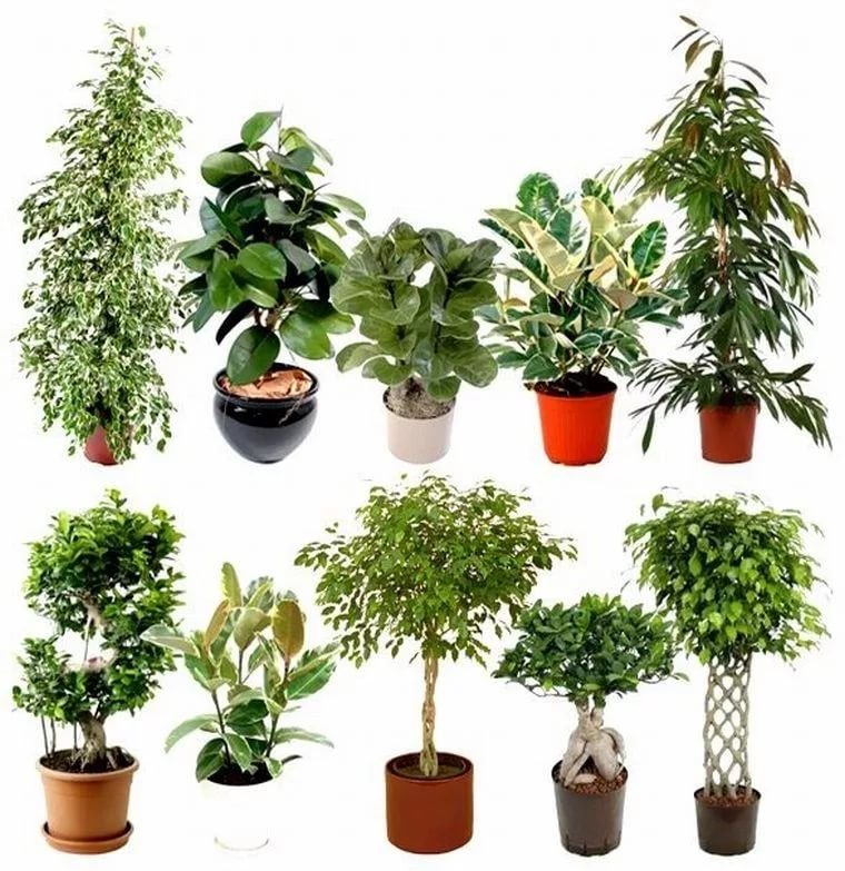 Самые распространенные комнатные растения фото и названия