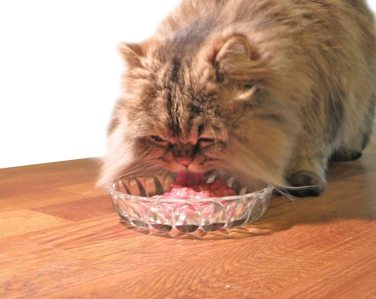 Можно котам давать сырое мясо. Кот кушает.