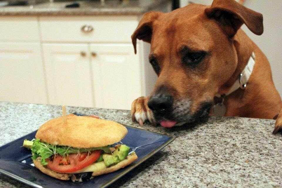Жалко еду. Еда для собак. Собака крадет еду. Стол для собак для еды. Собака ворует еду со стола.