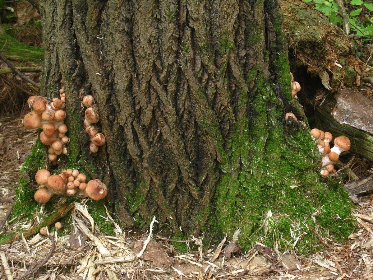 Armillaria Gallica