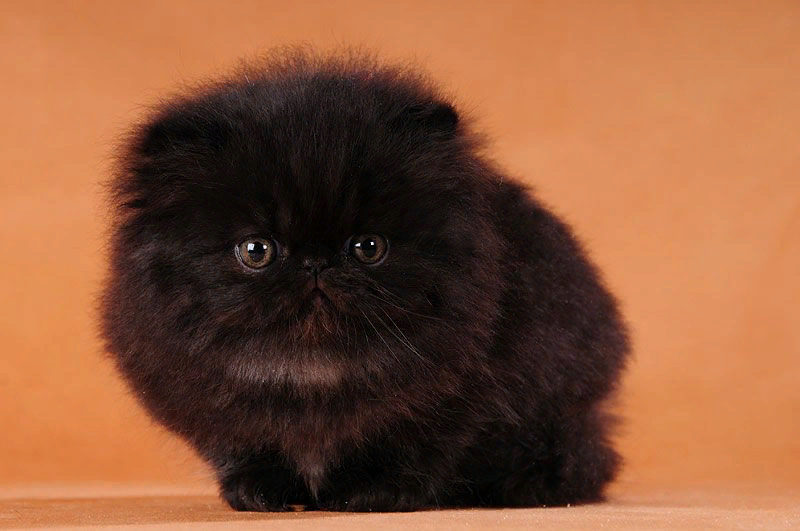 Шоколадная персидская кошка. Персидская вислоухая кошка. Персидский кот экзот. Вислоухий экзот Манчкин. Кошка Персидская черная экзот.