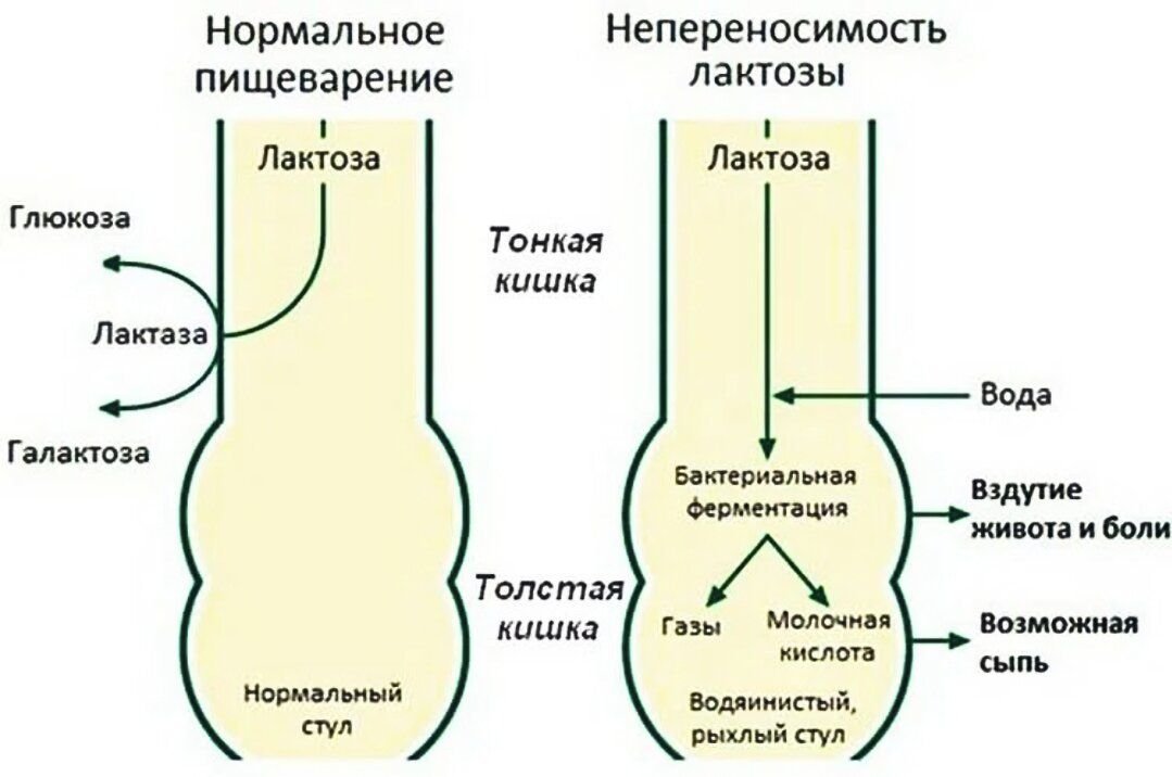 Лактоза усваивается организмом