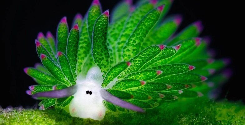 Морская овечка: обитатель водного мира, обнаруженный всего 29 лет назад ...