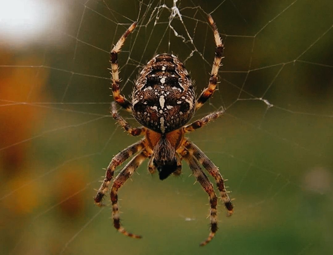 Паук 8. Паук. Паук среднего возраста. Spider.