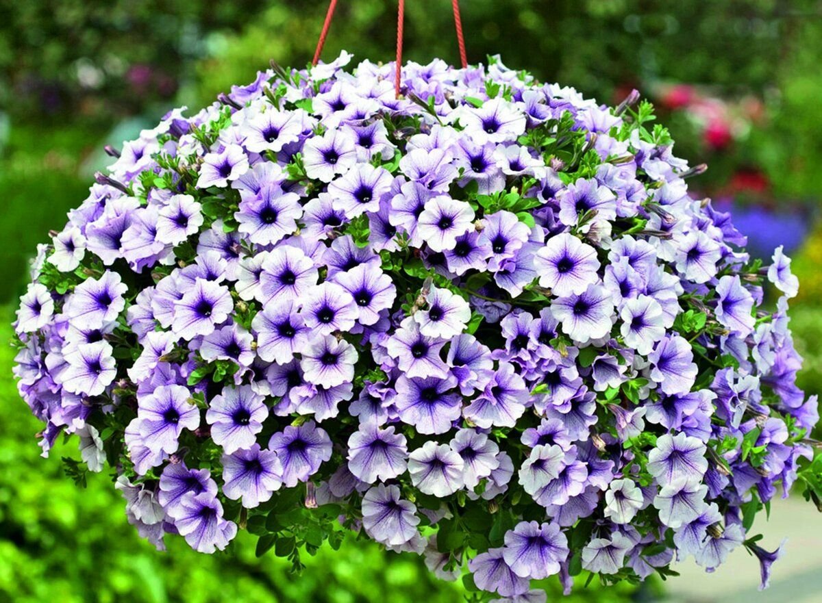 Петуния Surfinia Compact Purple Vein