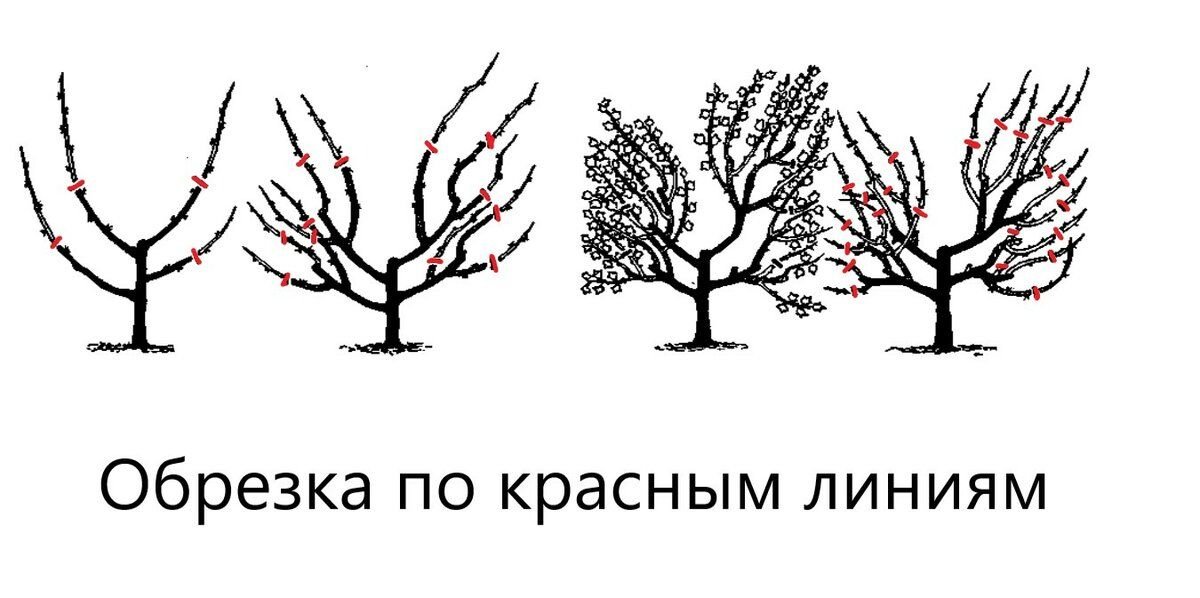 Обрезка персика в крыму весной для начинающих картинках пошагово