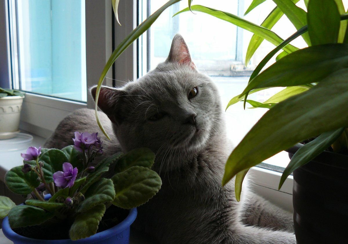 Кошка на подоконнике с цветами