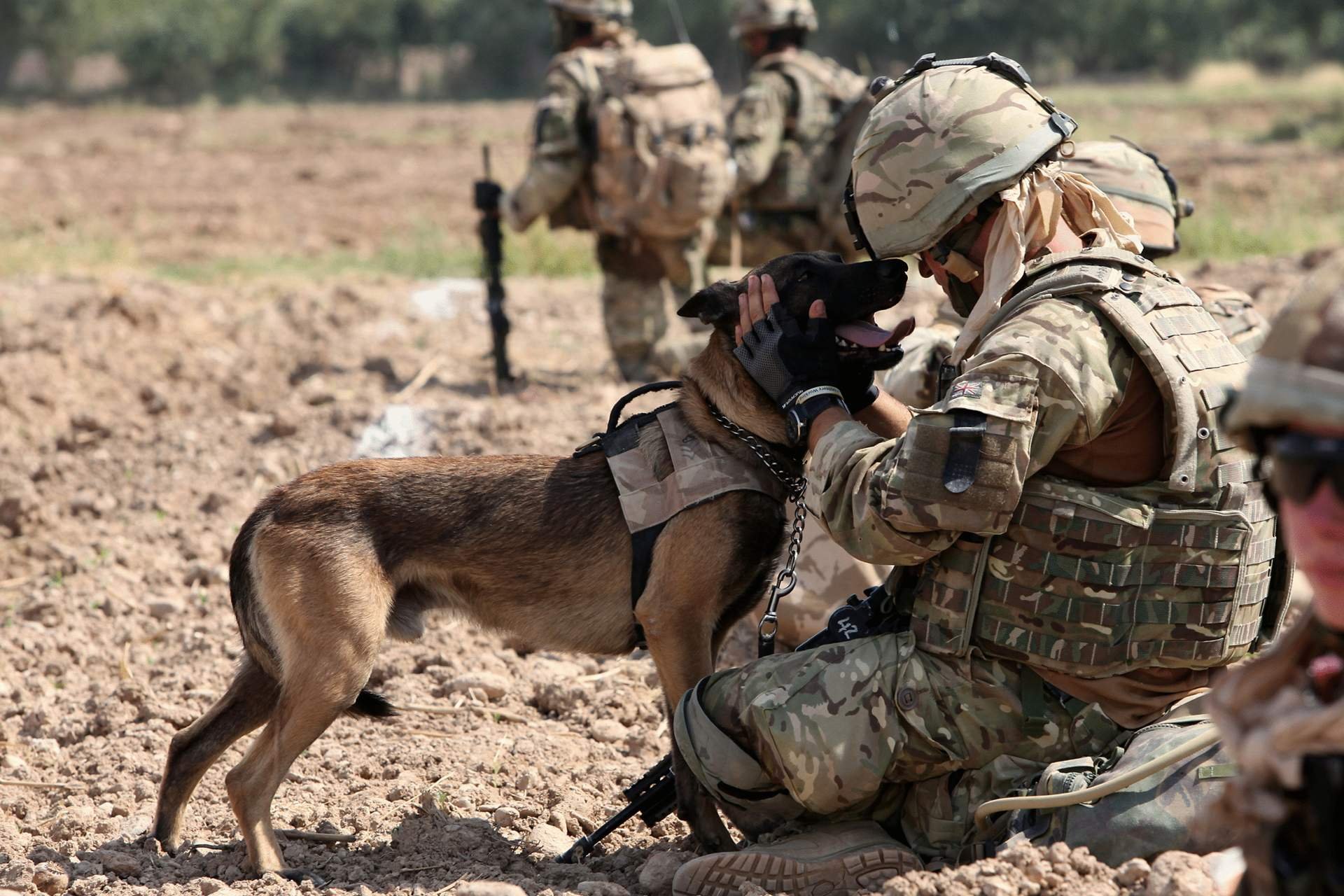 Служебные собаки в армии