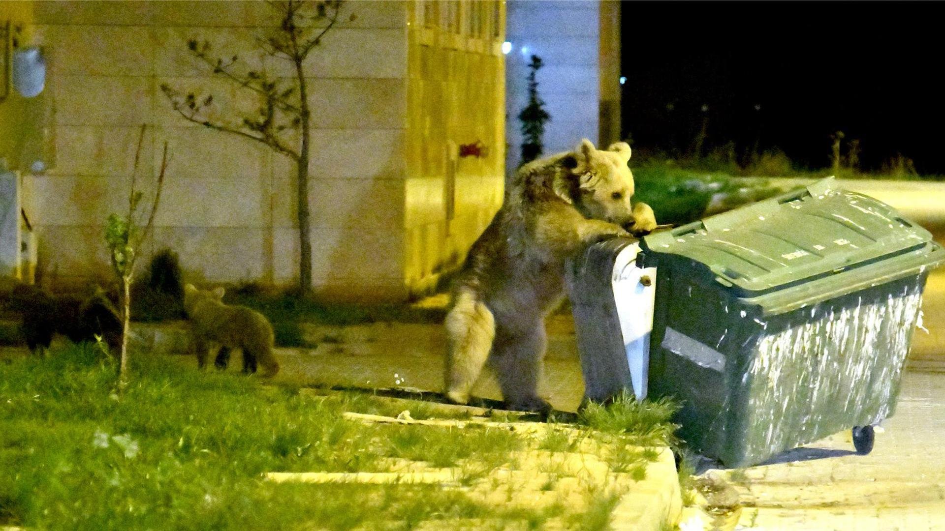 Белые медведи роются в помойке