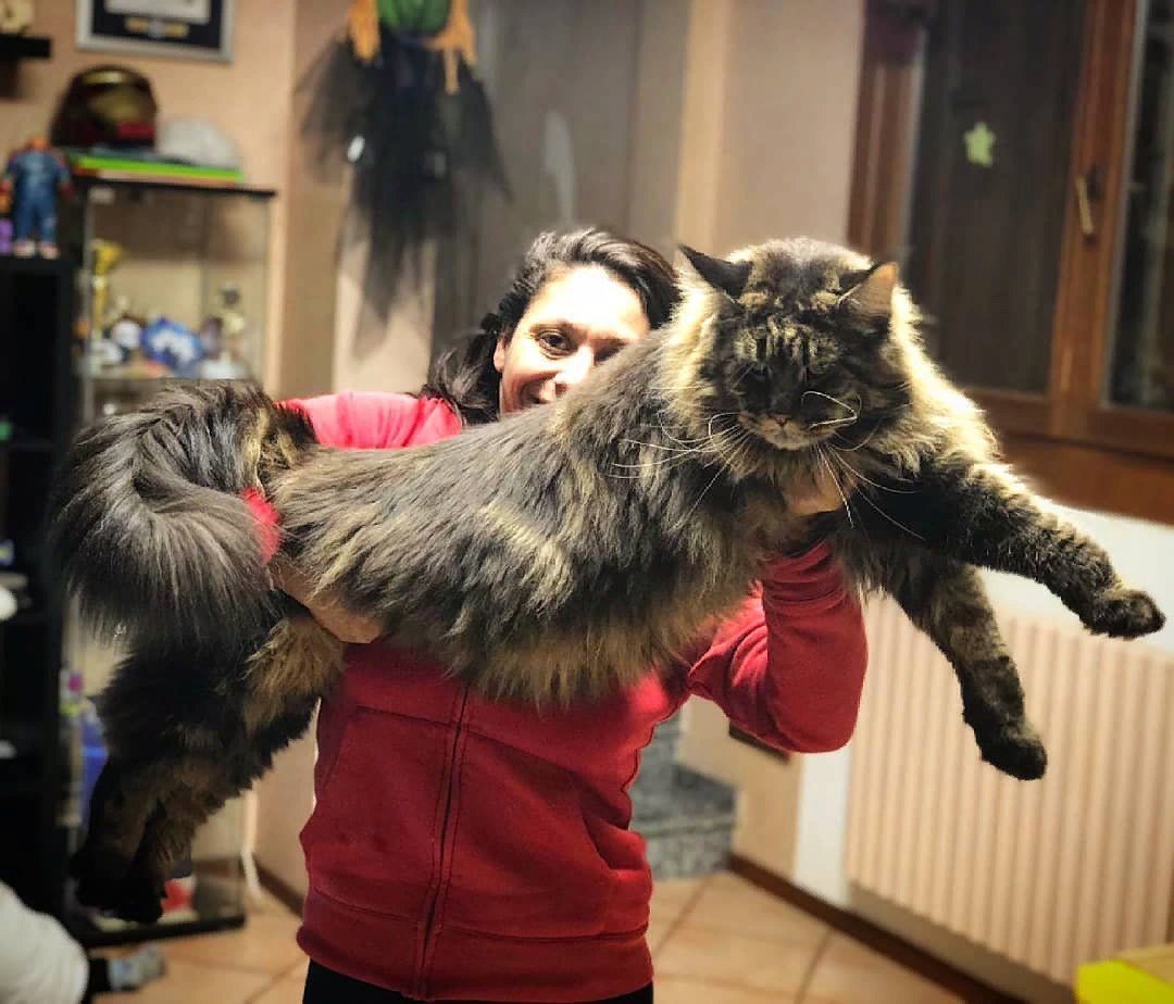 Книга рекордов котов. Большой кот Мейн кун. Самый большой кот Мейн кун в мире. Мейн кун рекорд Гиннесса. Самый большой Мейн кун в мире баривель.