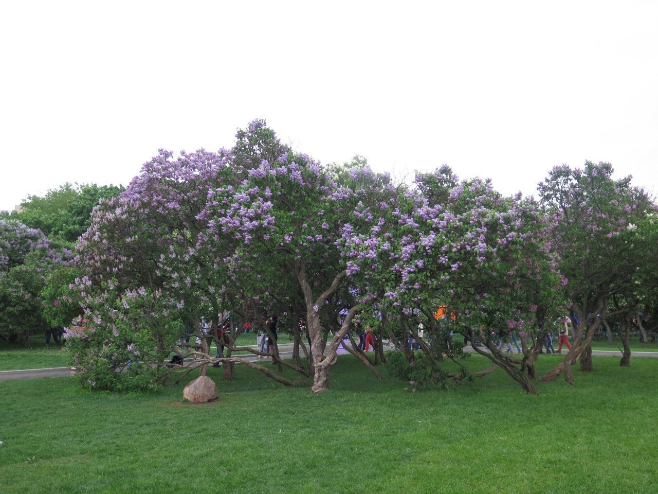 Сиреневый сад на щелковском шоссе фото