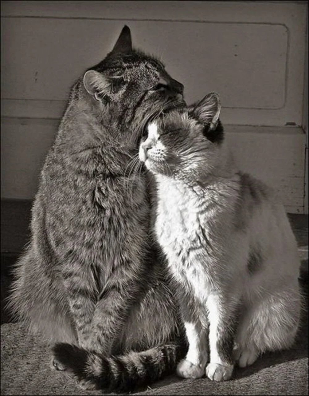 Кот любимый картинки