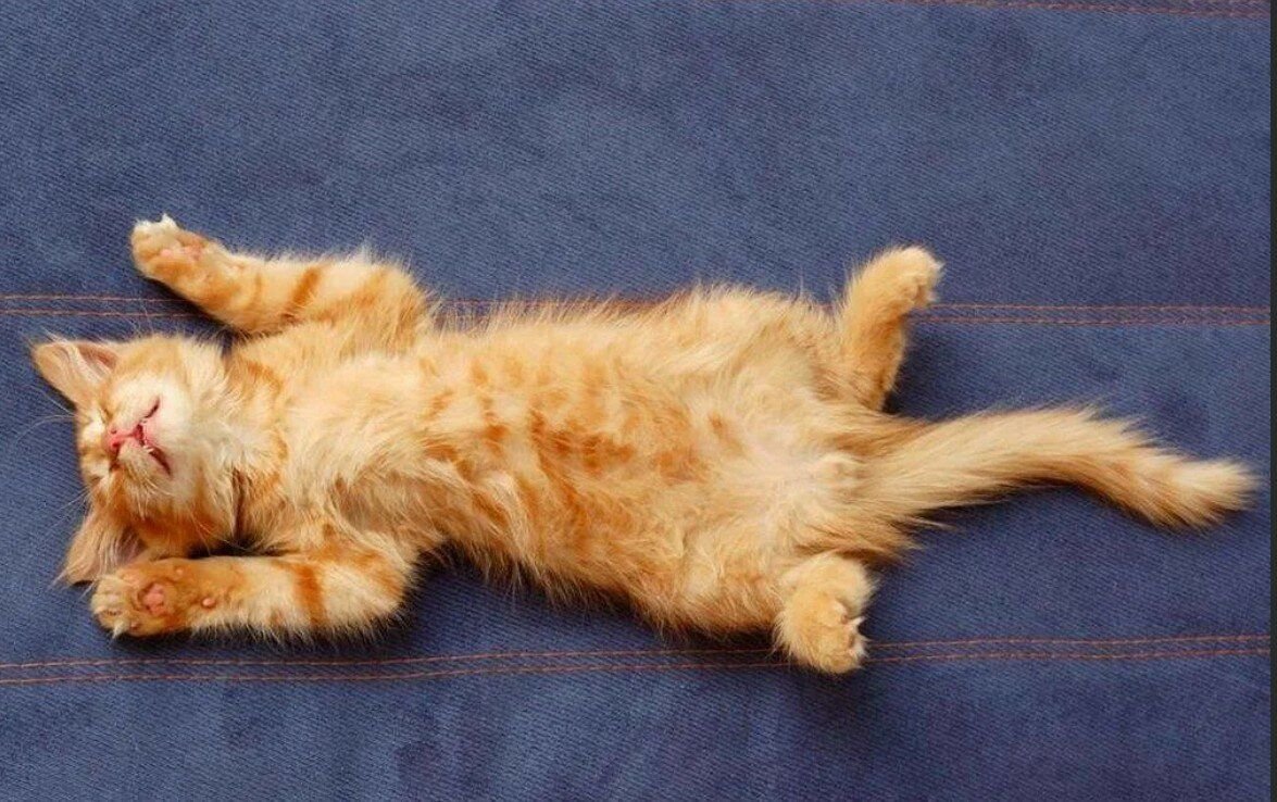 Расслабленная кошка. Котенок лежит. Котик лежит на спинке. Кот лежит на спине.
