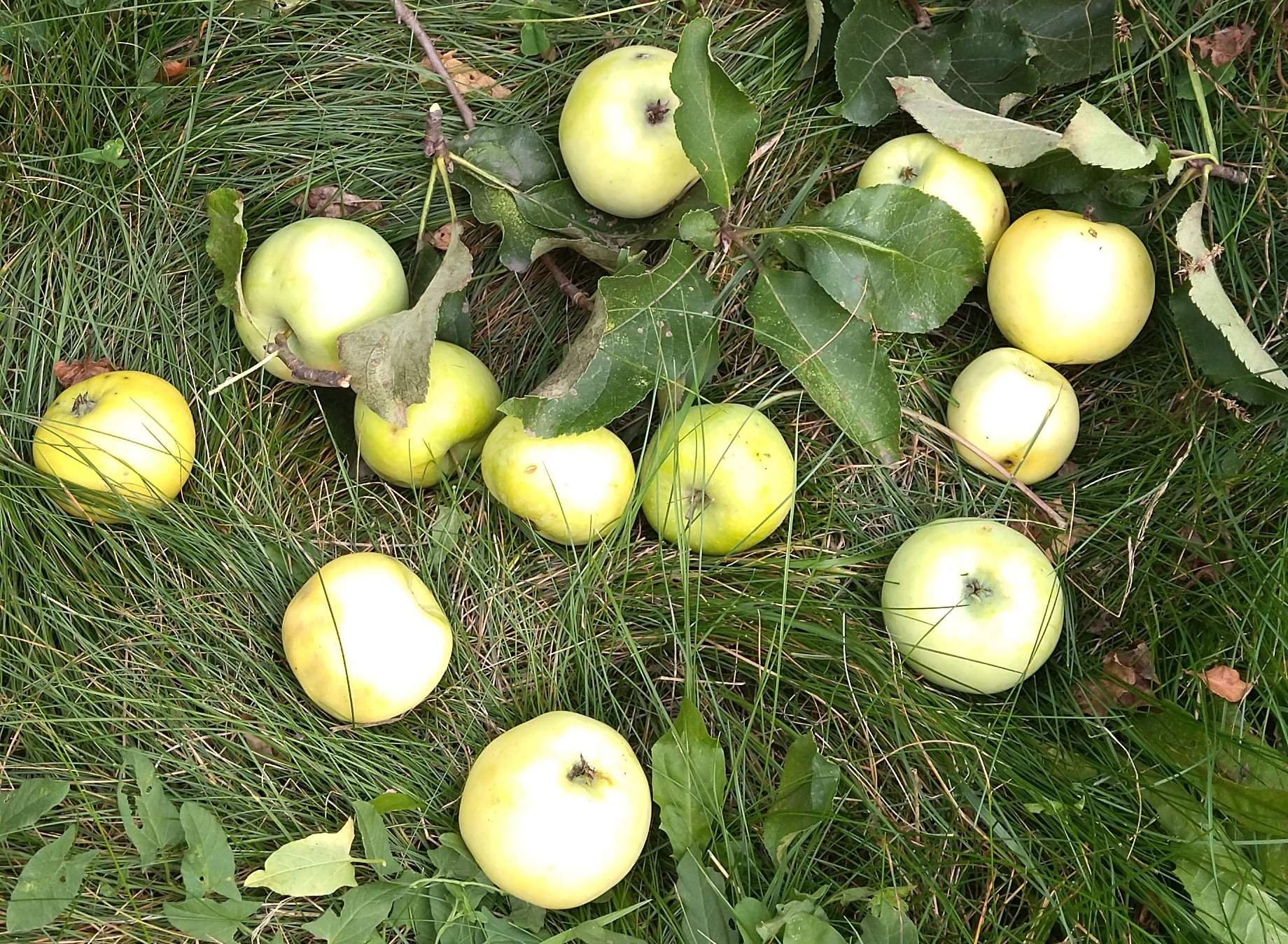 Какое яблоко в земле растет. Яблоки. Опавшие яблоки. Яблоки на земле. Яблоки осыпаются.
