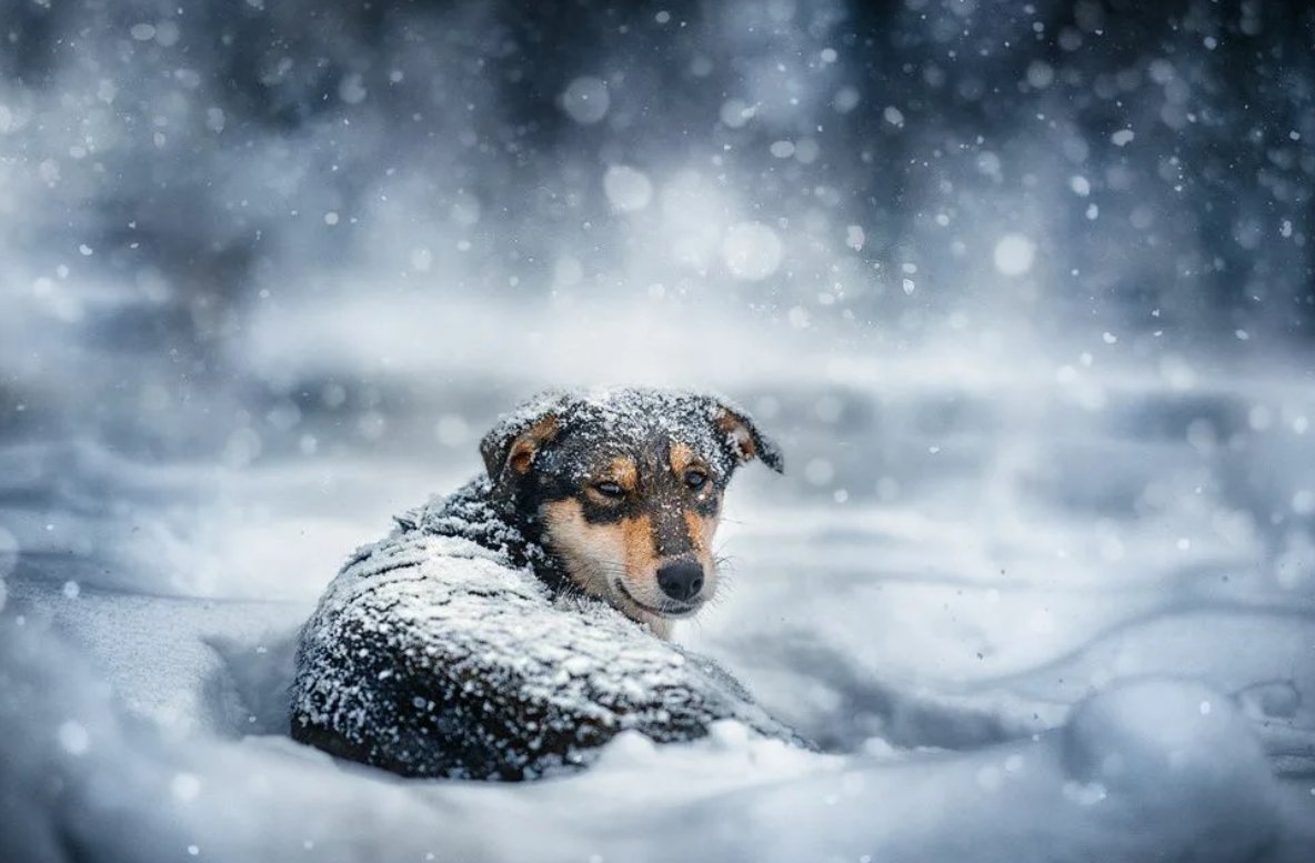 Животные замерзают зимой