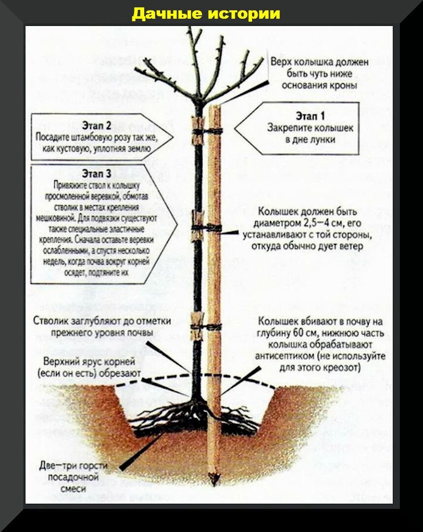 Схема посадки штамбовых яблонь