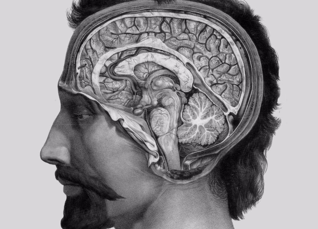 Изучение головного мозга