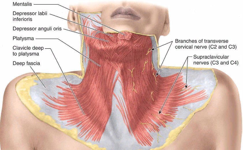 Платизма это. Тяжи платизмы анатомия. Платизма мышца шеи анатомия.