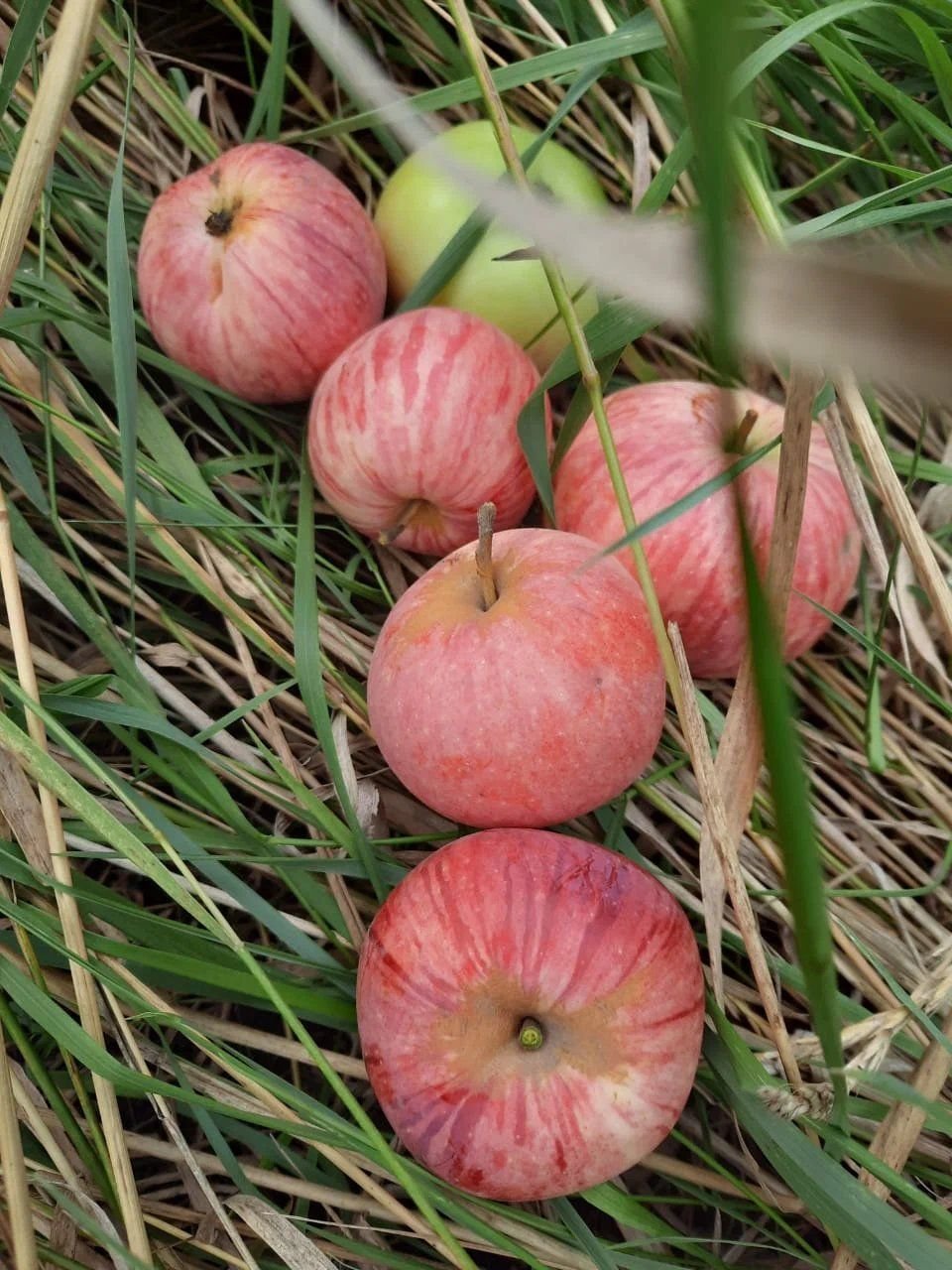 Грушевка яблоки