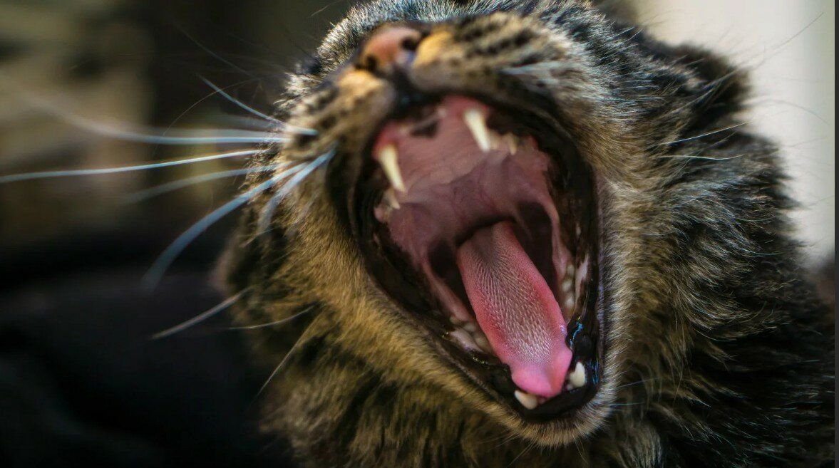 Денис майданов обложка. Василий титаев сталинградская битва. Локти кусайте землю жуйте. Землю буду грызть. Я буду грызть эту землю зубами.