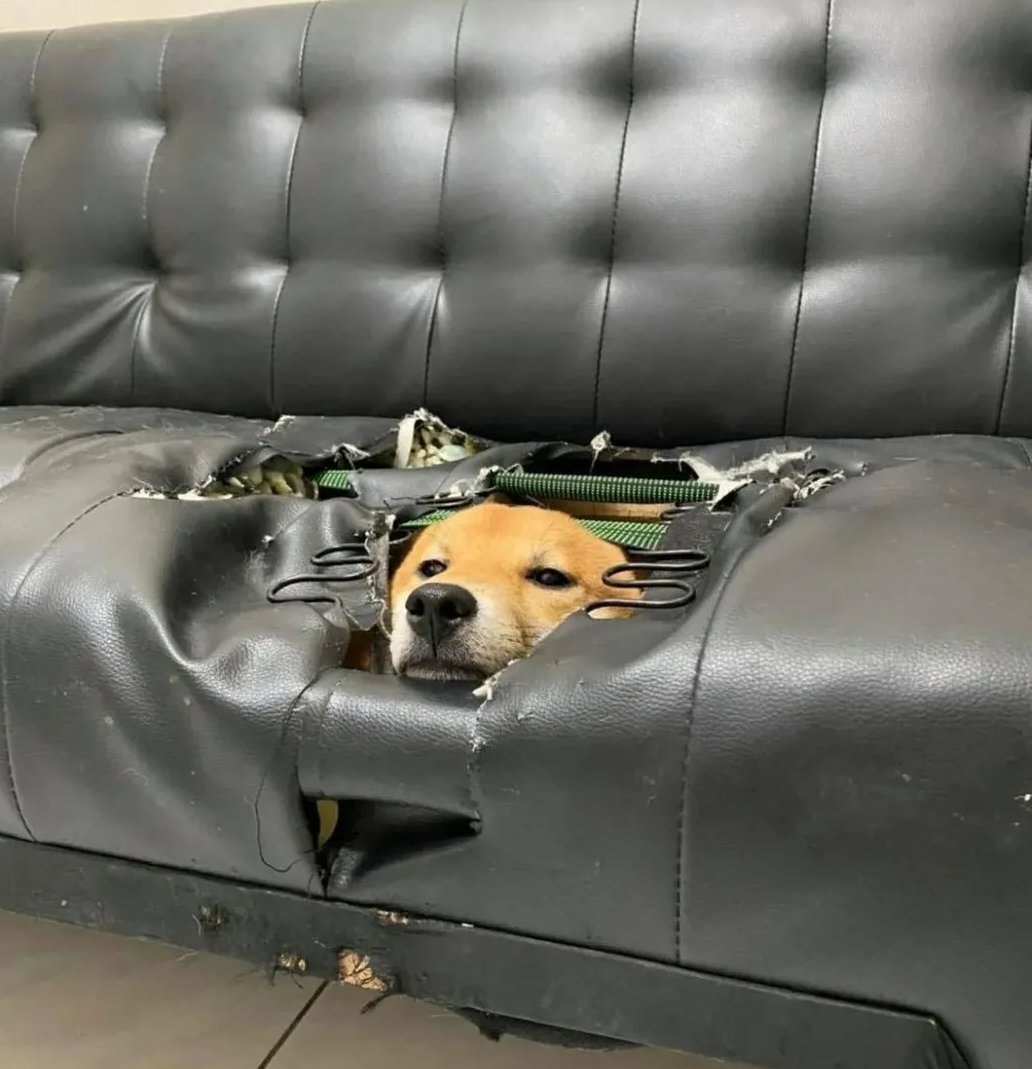 Собака сожрала диван