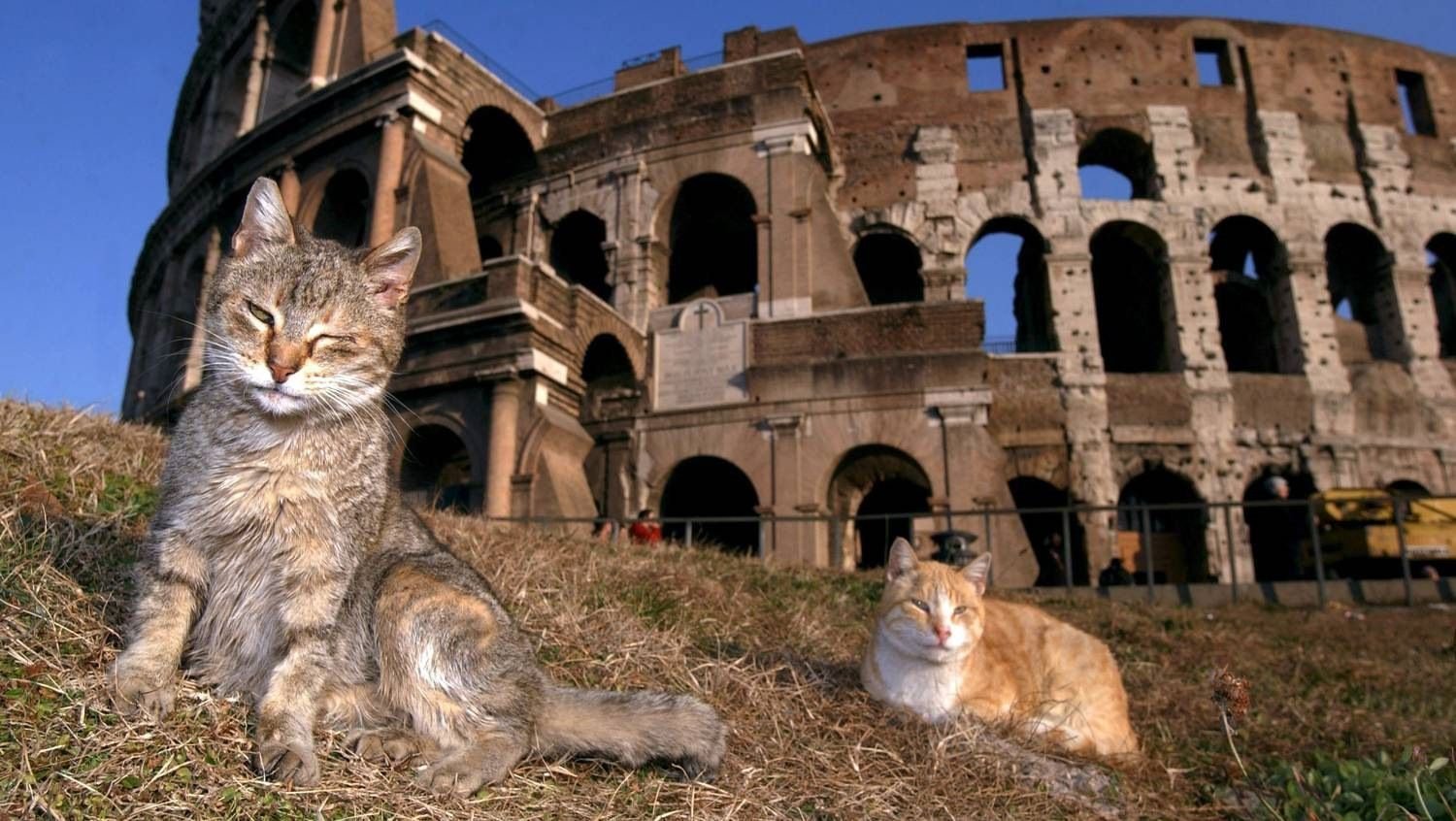 Римский Колизей — обитель кошек