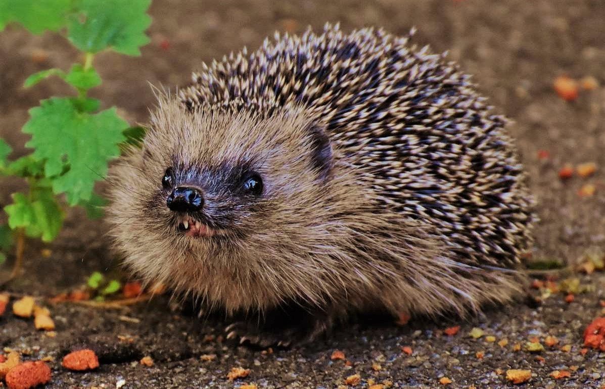 типратикан расми. ежик лесной. красивый ежик. самые интересные факты про ежей. еж фото.