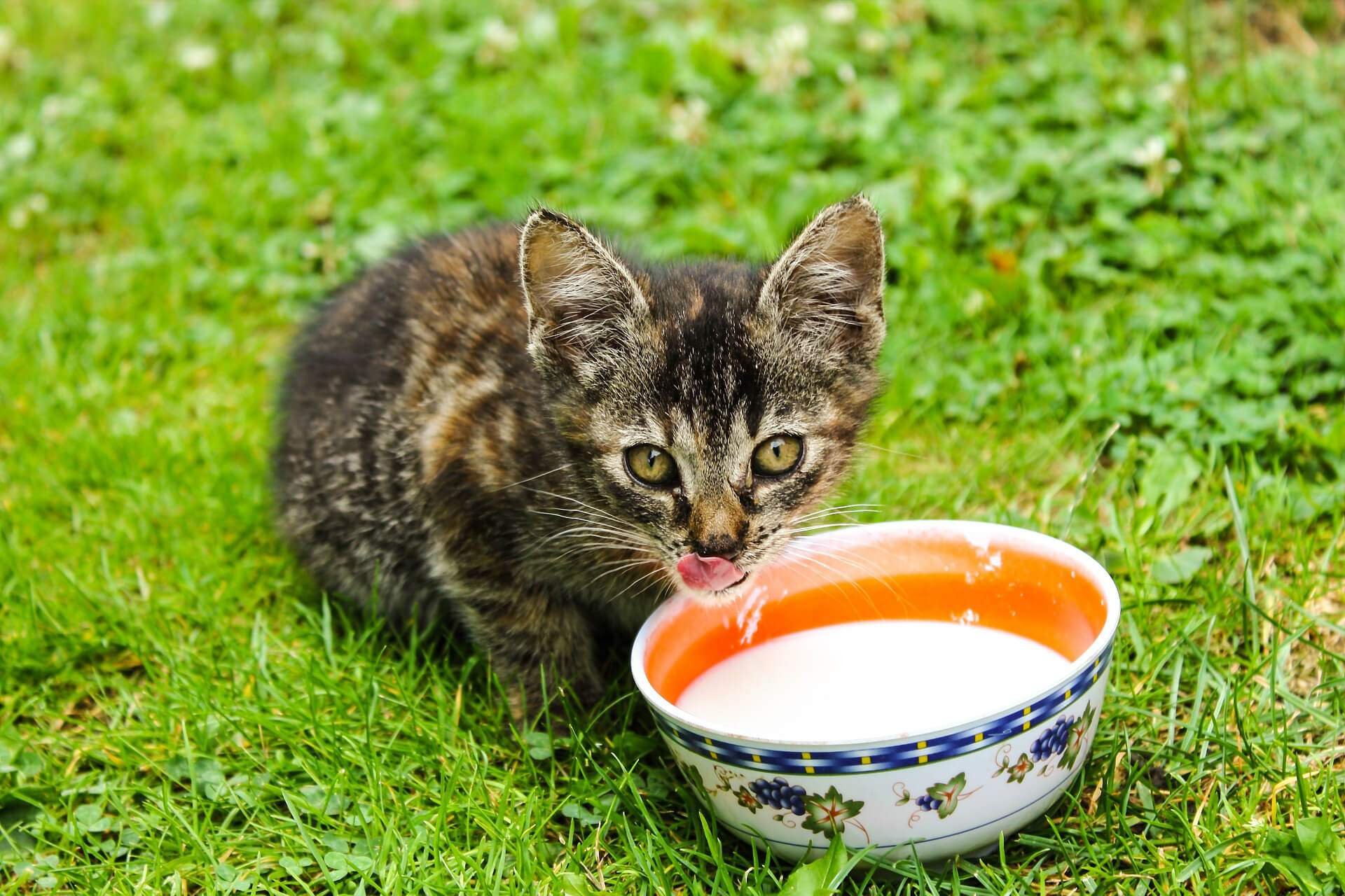 Кошка пьет молоко картинка