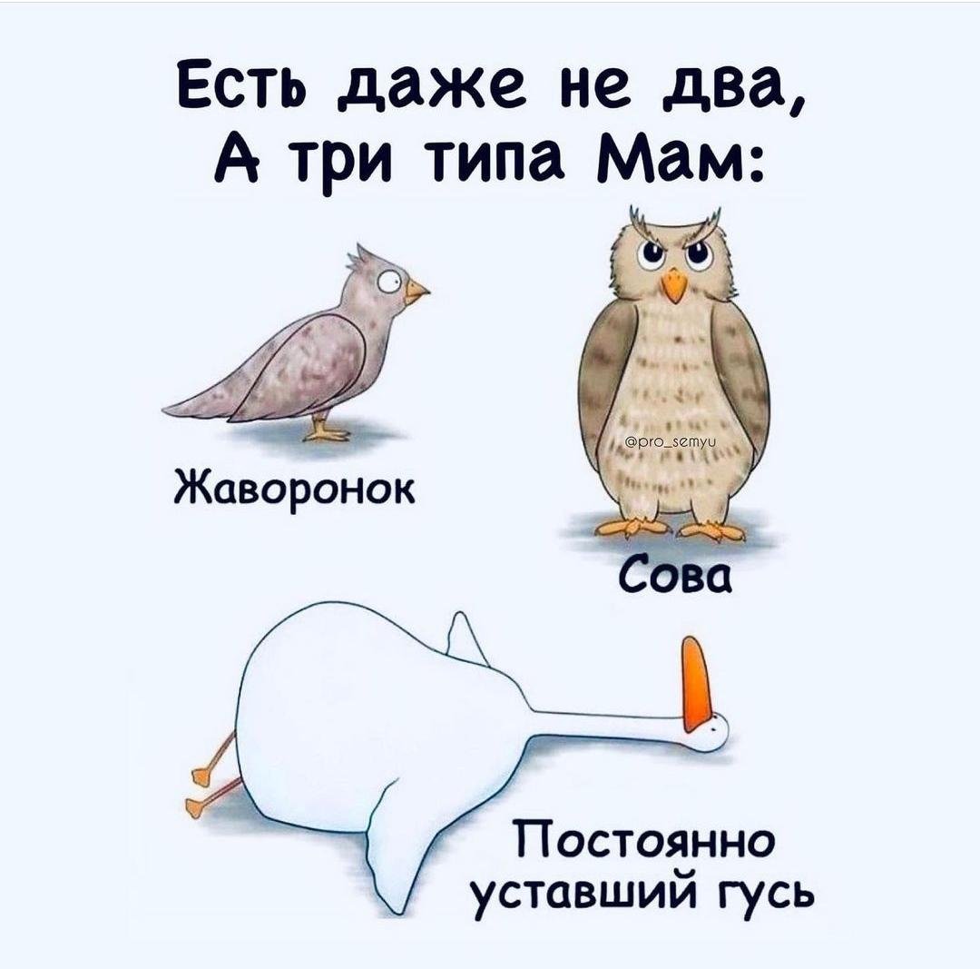 А я думала сова