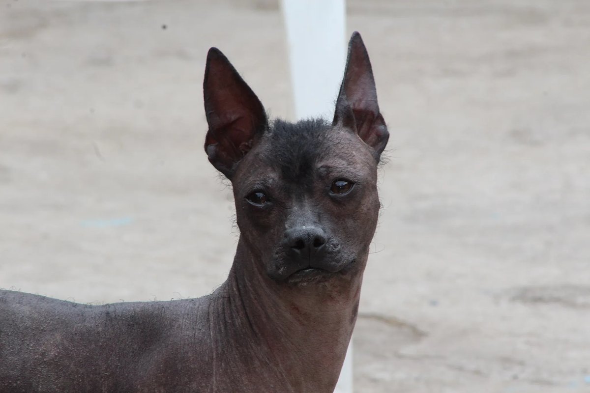 Ecuadorian hairless Dog