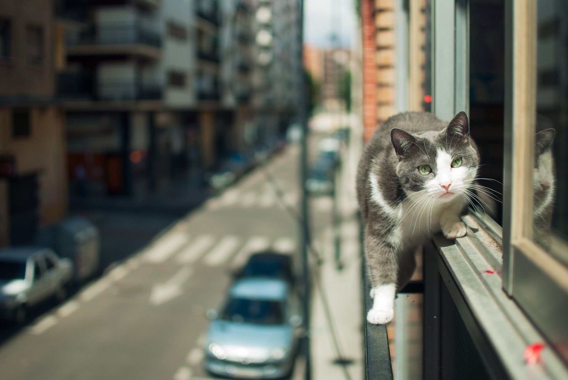 Кот на карнизе. Кошка на улице. Кот на перилах. Город кошек. Балкон для кошек.