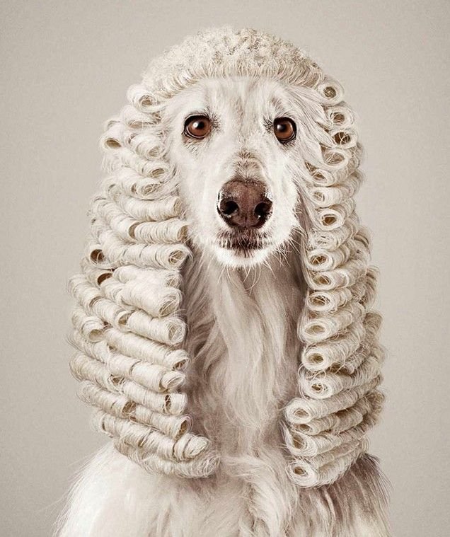 Animal funds. Животные в париках. Креативные животные. Собака в парике. Собака креативная реклама.