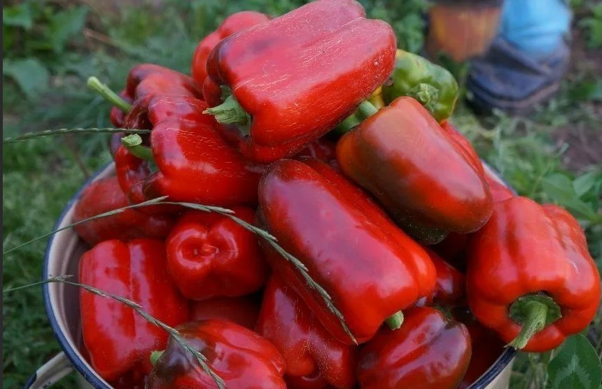 Урожайные сорта болгарского перца. Перец оранжевоплодный среднеспелый бычок. Перец раннее чудо f1. Сорт перца клио. Перец болгарский сорт голиаф.