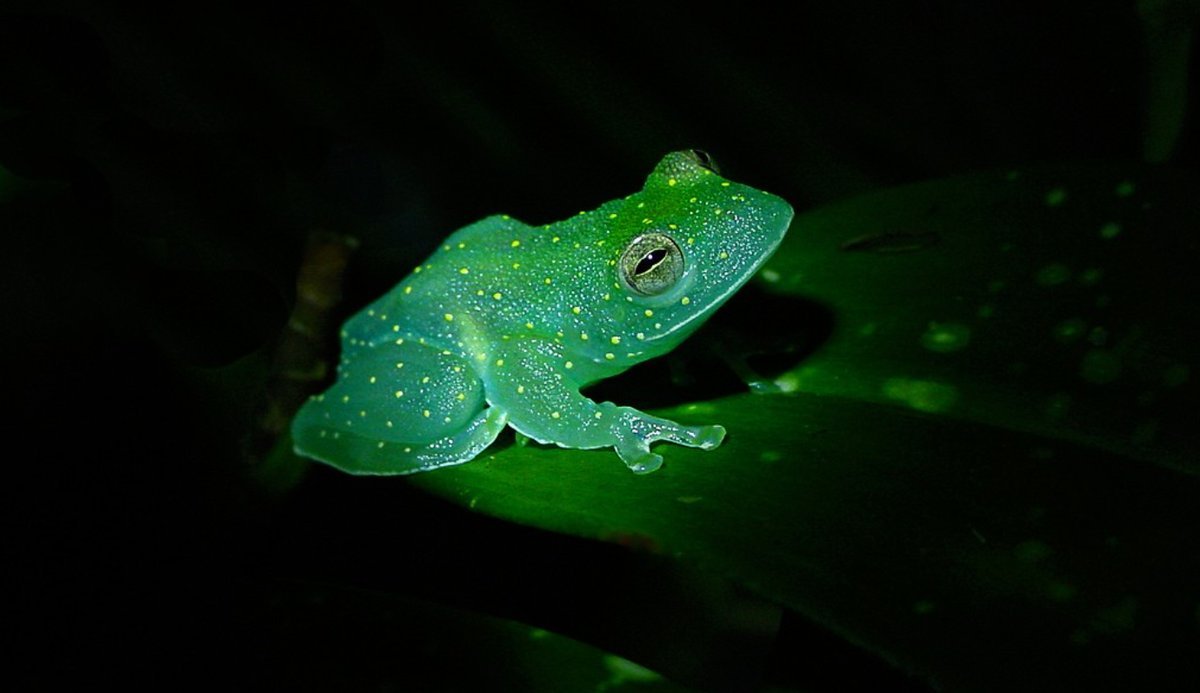 Стеклянная лягушка (Glass Frog)