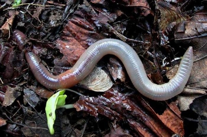 Высшие черви. Австралийский земляной червь. Высшие черви. Австралийский гигантский дождевой червь. Червяк земляной выползок.