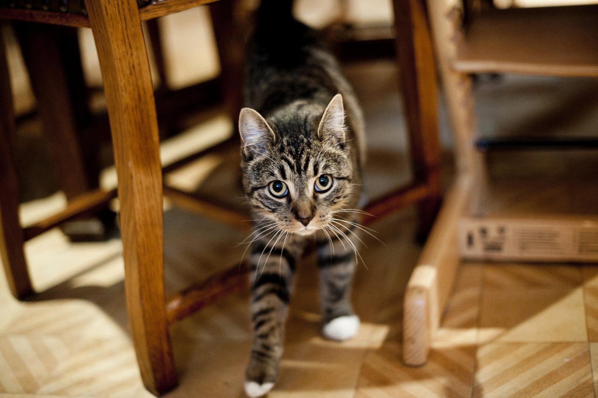 Пахнет котом что делать. Кот метит. Кот метит в квартире. Коты дома. Коты метят территорию.