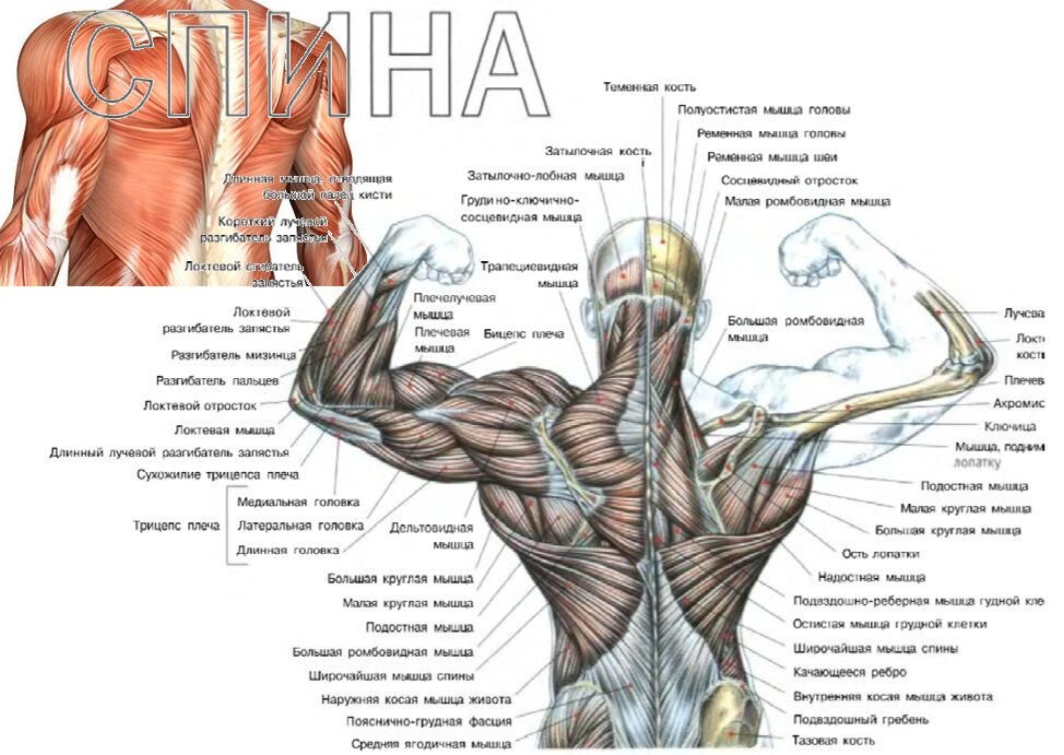 Мышцы спины упражнения. Упражнения на ромбовидные мышцы спины. Широчайшая мышца спины вид спереди. Тренировка на широчайшие мышцы спины. Упражнения на круглые мышцы спины.