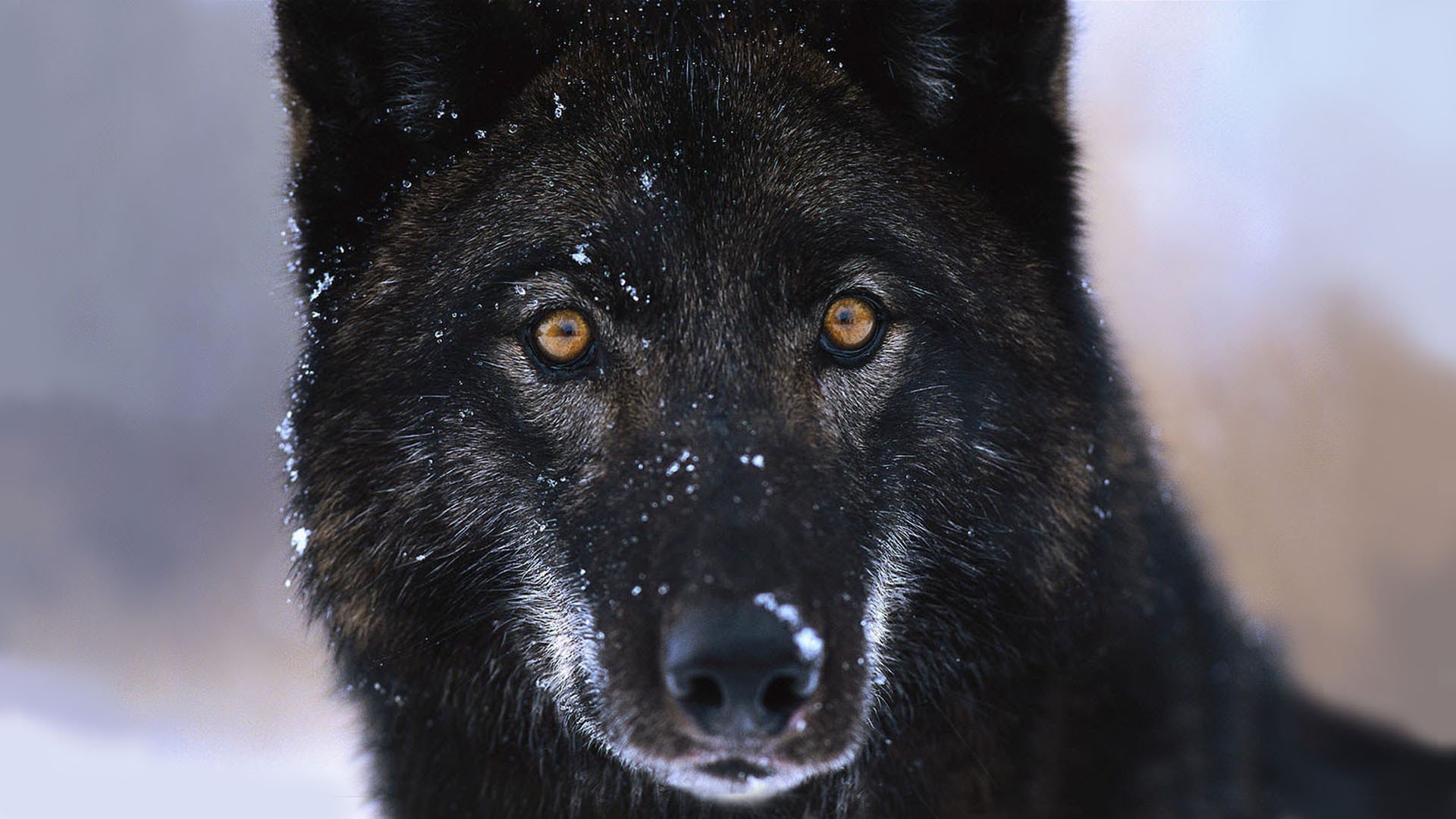 Black wolf. Канадский волк меланист. Блэк Вульф волк. Волкособ. Чёрный Сибирский волк.