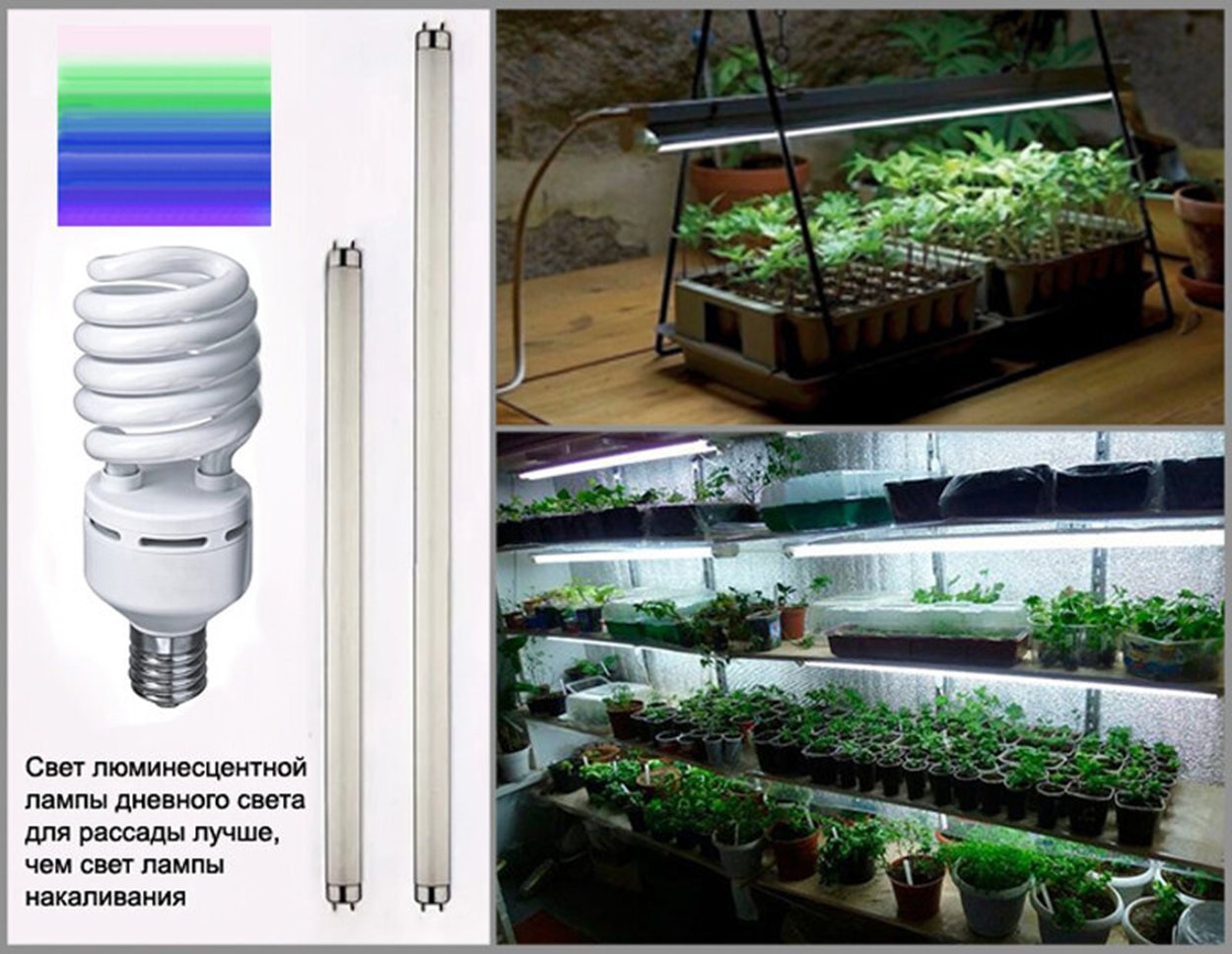 Можно ли ставить свет. Люминесцентные лампы 36/840 спектра для рассады. Лампа General 6500k 40 Вт для досвечивания рассады. Лампа светодиодная Сименс для рассады. Энергосберегающие лампы мощность 70 ватт для рассады.