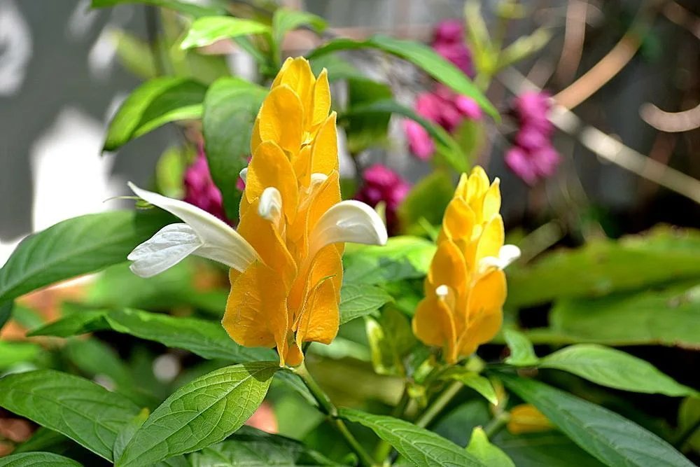 Пахистахис. Пахистахис жёлтый. Кроссандра Пахистахис. Pachystachys lutea. Пахистахис lutea.