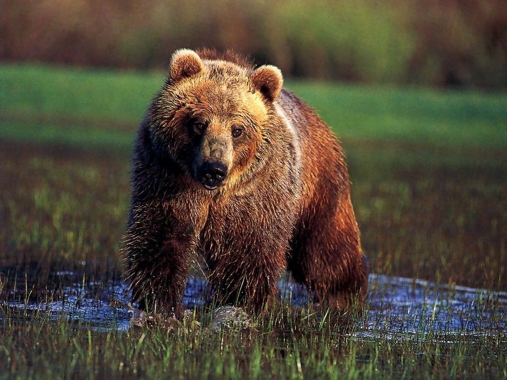 Фотки медведя. Северная Америка медведь Гризли. Медведь Гризли медведь Гризли. Медведь Гризли в Канаде. Гризли североамериканский бурый медведь.