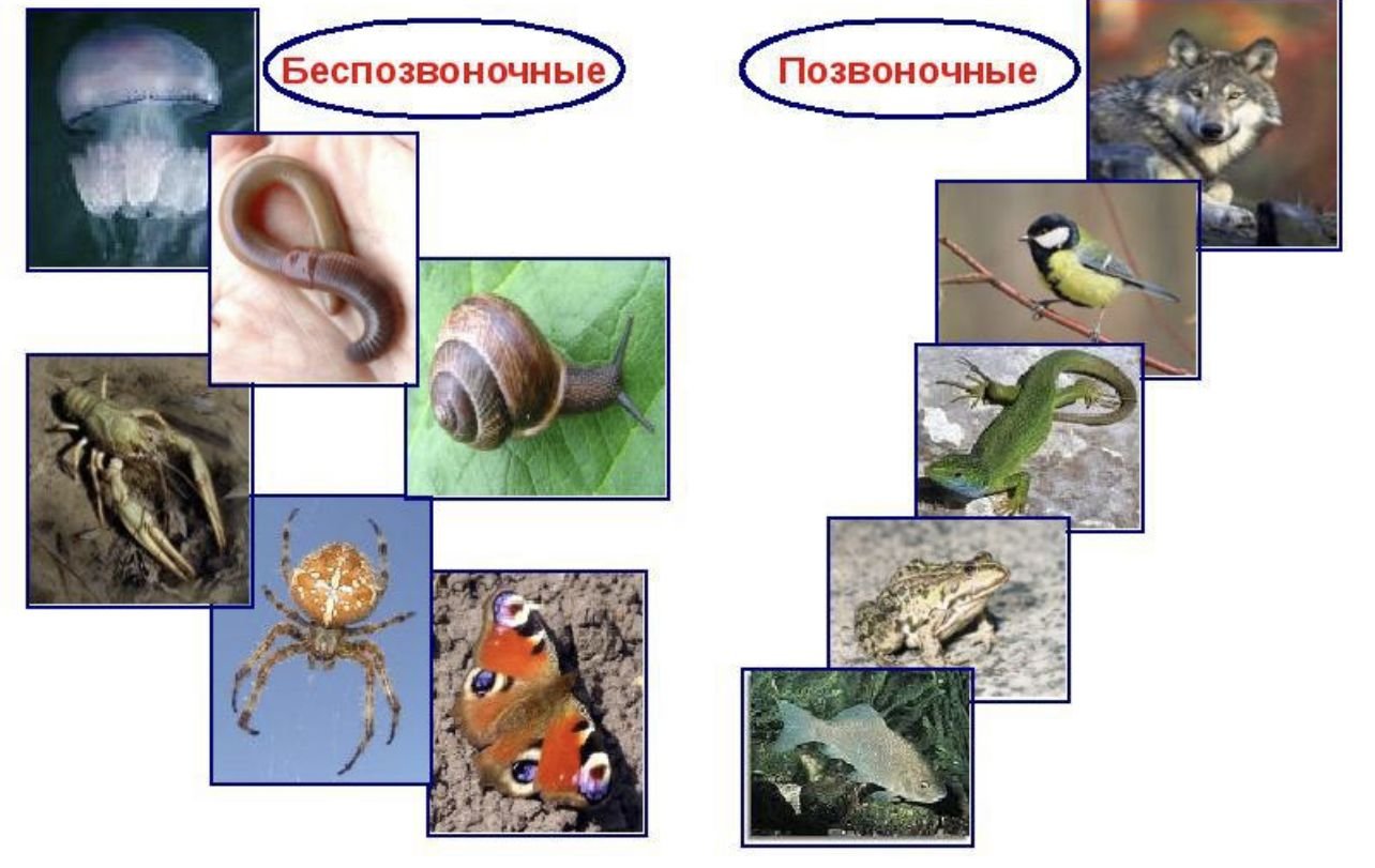 Тест позвоночные 7 класс