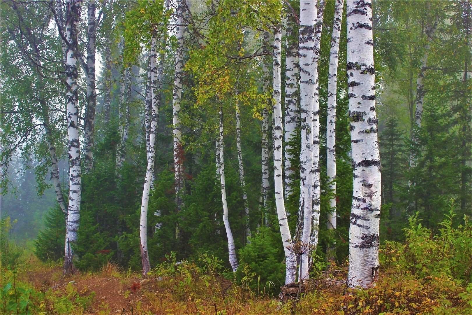 Алтайская березка. Березовая роща Томск. Березовая роща Ачинск. Берёзовая роща Красноуфимск. Берёзовая роща Кунгур.