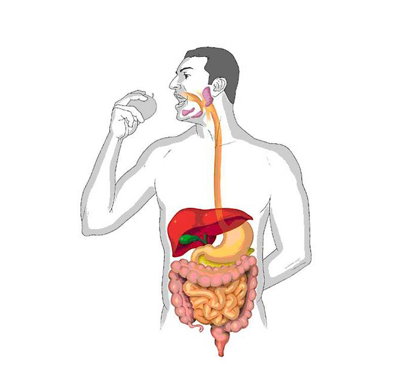 Схема продвижения пищи по пищеварительному тракту