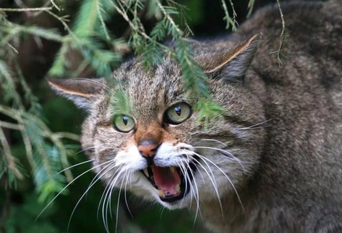 Дикий кот слушать. Европейский Лесной кот камышовый. Европейская Дикая Лесная кошка. Кавказский дикий Лесной кот. Тамбовский Лесной кот.
