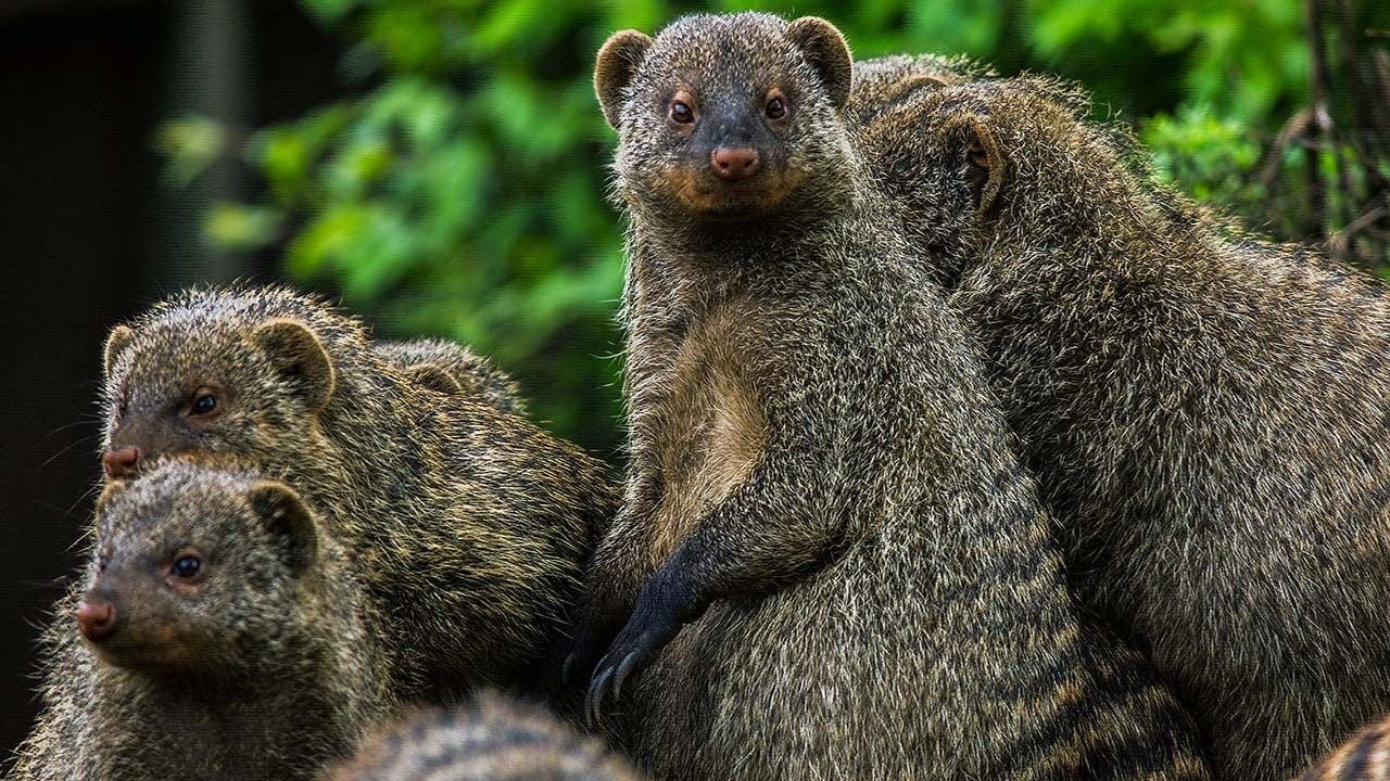 Бурый мангуст. Южноафриканский мангуст. Яванский мангуст. Королевский мангуст. Мангуст рикки тикки.
