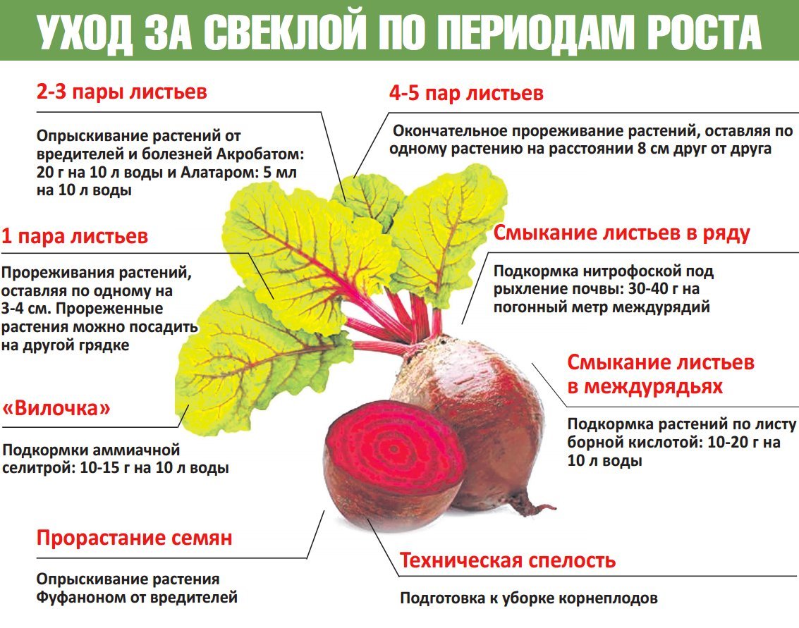 Как прищипывать свеклу фото