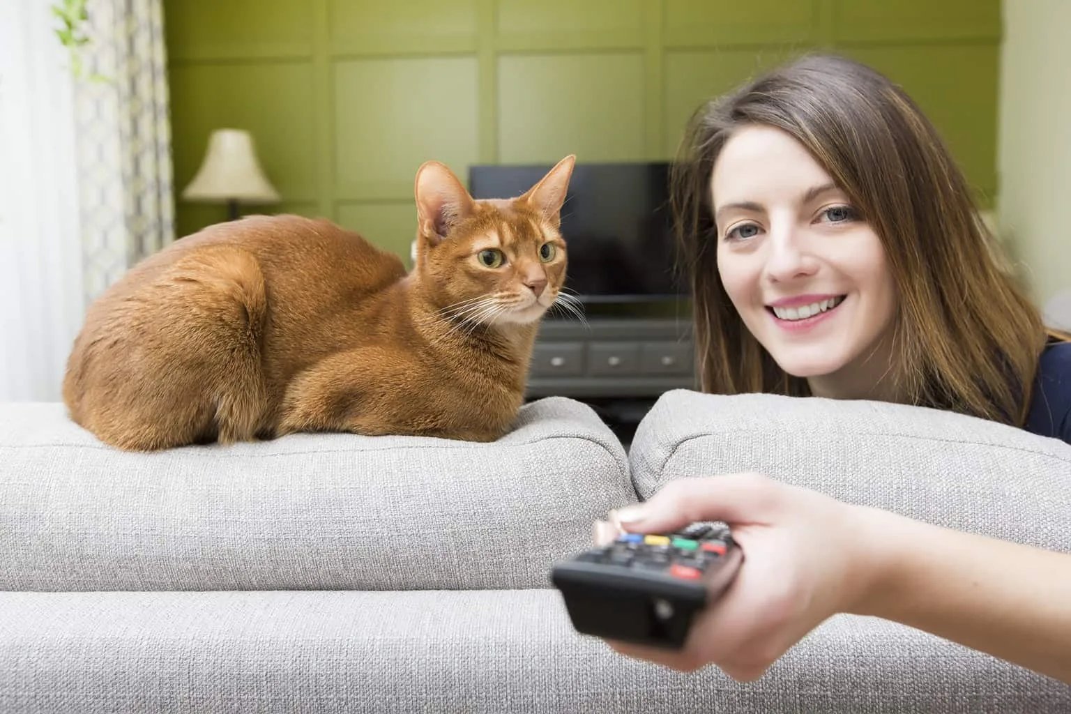Кот на диване смотрит телевизор